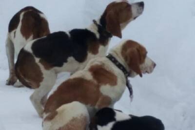 Сразу четыре охотничьих собаки потеряли хозяев под Серпуховом - serp.mk.ru