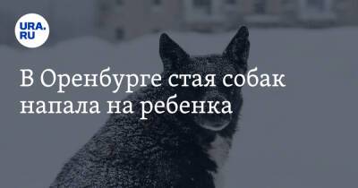 В Оренбурге стая собак напала на ребенка - ura.news - Россия - Оренбург - Оренбургская обл.