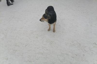 В Оренбурге собака набросилась на ребенка - oren.mk.ru - Россия - Оренбург