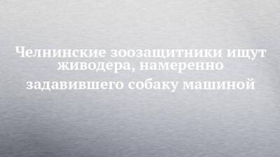 Челнинские зоозащитники ищут живодера, намеренно задавившего собаку машиной - chelny-izvest.ru - Набережные Челны