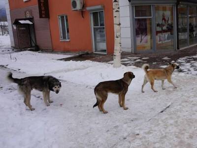 В Госдуме предлагают разрешить умерщвлять бродячих животных - nakanune.ru - Россия