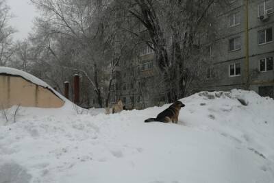 Оренбургский детский омбудсмен предложила отстреливать бродячих собак - oren.mk.ru - Оренбург
