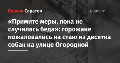 Михаил Исаев - «Примите меры, пока не случилась беда»: горожане пожаловались на стаю из десятка собак на улице Огородной - nversia.ru - Саратов - район Заводский, Саратов