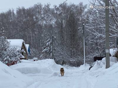 Февраль: чем заняться в саду и огороде - ulpravda.ru - Ульяновская