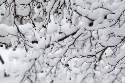 Гидрометцентр Роман Вильфанд - Зима в Москве стала самой снежной за последние 4 года - mk.ru - Москва - Россия