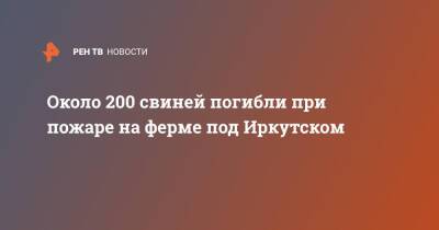 Около 200 свиней погибли при пожаре на ферме под Иркутском - ren.tv - Россия - Иркутская обл. - Иркутск