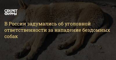 Владимир Бурматов - В России задумались об уголовной ответственности за нападение бездомных собак - secretmag.ru - Россия