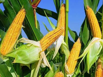 Ильхам Алиев - Мехрибан Алиева - В Агджабеди будут выращивать кукурузу для производства попкорна - trend.az - Азербайджан