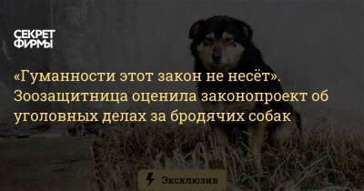 «Гуманности этот закон не несёт». Зоозащитница оценила законопроект об уголовных делах за бродячих собак - secretmag.ru