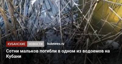 Сотни мальков погибли в одном из водоемов на Кубани - kubnews.ru - Краснодарский край - район Красноармейский - Экология