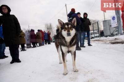 Какие муниципалитеты Коми получили субсидии на строительство приютов для бездомных собак - bnkomi.ru - респ. Коми - Сыктывкар - Усинск - Сосногорск