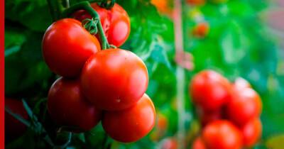 Как получить хороший урожай помидоров: турецкий метод - profile.ru - Турция