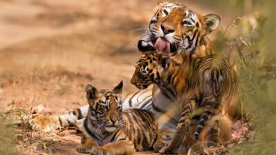 Флойд Мейвезер - Два котенка редкого бенгальского тигра родились в Бангладеш - mir24.tv - Индия - Приморье край - Бангладеш - Дакка - Непал - Бутан