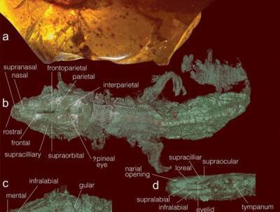 В Мьянме исследователи обнаружили в куске янтаря ящерицу, которой более 100 млн лет - unn.com.ua - Украина - Киев - Бирма