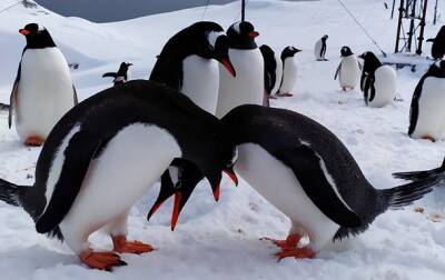 Антарктида - Полярники показали фото "влюбленных" пингвинов - korrespondent.net - Украина - Харьков - Антарктида