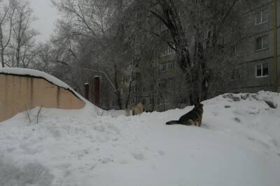 Администрация Оренбурга снова экономит на бездомных собаках - oren.mk.ru - Оренбург