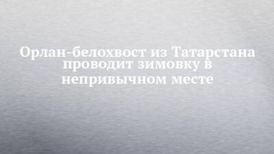 Орлан-белохвост из Татарстана проводит зимовку в непривычном месте - chelny-izvest.ru - респ. Татарстан - район Нижнекамский