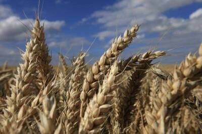 Цены на пшеницу в РФ падают на фоне резкого снижения котировок в портах - smartmoney.one - Россия - Reuters - На