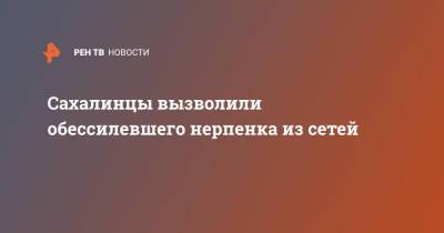 Сахалинцы вызволили обессиленного нерпенка из сетей - ren.tv - Сахалин