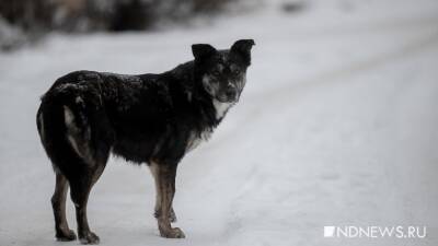 В Лабытнанги активисты обратились в полицию из-за подозрений в отравлении бродячих собак - newdaynews.ru - Лабытнанги
