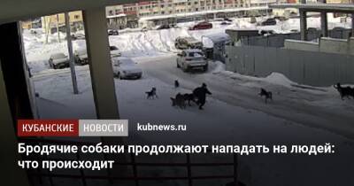 Бродячие собаки продолжают нападать на людей: что происходит - kubnews.ru - Россия - Краснодарский край - Краснодар - Уфа - Оренбург - Астрахань - Чита