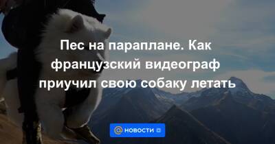 Пес на параплане. Как французский видеограф приучил свою собаку летать - news.mail.ru