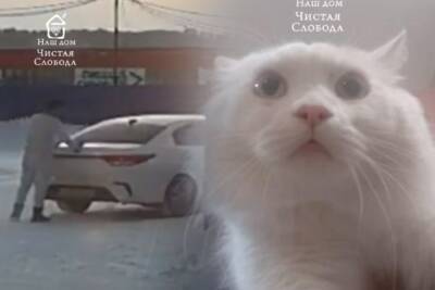 Выброшенный из машины белый кот нашел новых хозяев в Новосибирске - novos.mk.ru - Новосибирск