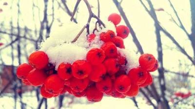 Синоптики назвали дату в феврале, когда ударят морозы до -17° - lenta.ua - Украина - Киев - Луцк - Одесса - Мариуполь