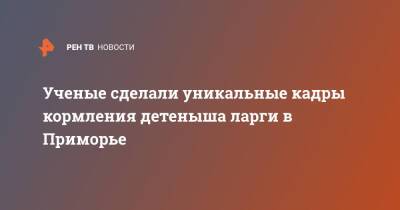 Ученые сделали уникальные кадры кормления детеныша ларги в Приморье - ren.tv - Приморье край