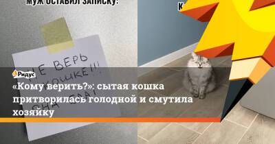 «Кому верить?»: сытая кошка притворилась голодной и смутила хозяйку - ridus.ru