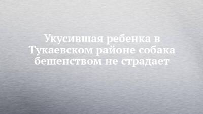 Укусившая ребенка в Тукаевском районе собака бешенством не страдает - chelny-izvest.ru - Набережные Челны