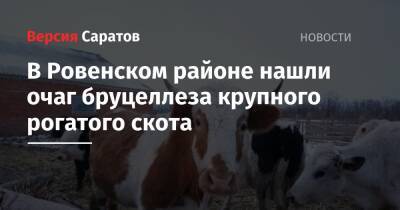 В Ровенском районе нашли очаг бруцеллеза крупного рогатого скота - nversia.ru - Саратовская обл.