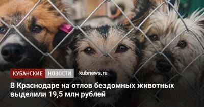 В Краснодаре на отлов бездомных животных выделили 19,5 млн рублей - kubnews.ru - Краснодарский край - Краснодар - Краснодар