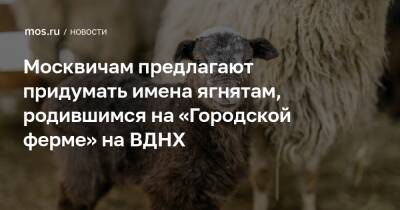 Москвичам предлагают придумать имена ягнятам, родившимся на «Городской ферме» на ВДНХ - mos.ru - Москва - Россия