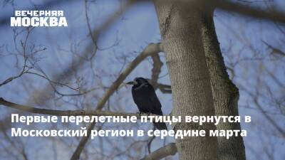 Первые перелетные птицы вернутся в Московский регион в середине марта - vm.ru