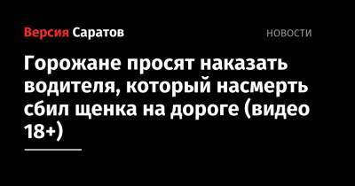 Горожане просят наказать водителя, который насмерть сбил щенка на дороге (видео 18+) - nversia.ru - Саратов