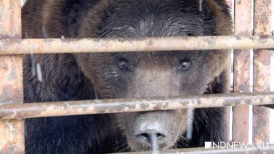 Зоя Осколкова - Россиянку оштрафовали за медведя в доме - newdaynews.ru - Россия