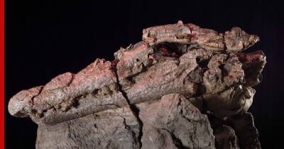 Останки древнего гигантского крокодила-убийцы нашли в Австралии - profile.ru - Англия - Австралия