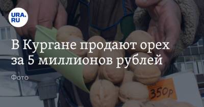 В Кургане продают орех за 5 миллионов рублей. Фото - ura.news - Курган