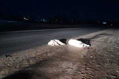 На дороге в Тверской области нашли сбитую собаку со щенками - tver.mk.ru - Тверская обл. - район Конаковский