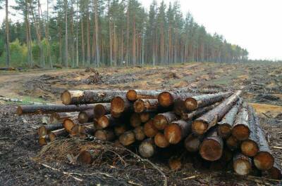 Геннадий Зюганов - Охране и защиту лесов предложили передать на федеральный уровень - pnp.ru - Россия