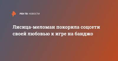 Лисица-меломан покорила соцсети своей любовью к игре на банджо - ren.tv - США - шт. Колорадо