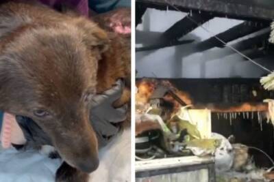 В новосибирском приюте на пожаре погибли семь собак - novos.mk.ru - Новосибирск - район Октябрьский
