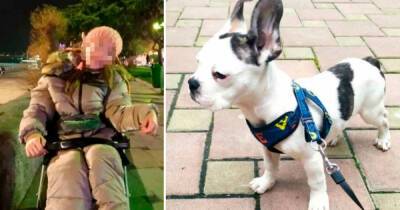 Крымчане нашли пропавшую собаку ребенка с инвалидностью - ren.tv - Крым - Ялты
