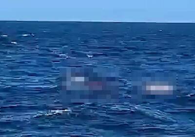 В Сиднее мужчина погиб в результате нападения акулы - ya62.ru - Австралия