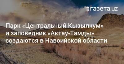 Парк «Центральный Кызылкум» и заповедник «Актау-Тамды» создаются в Навоийской области - gazeta.uz - Узбекистан - Навоийской обл. - Актау - Экология