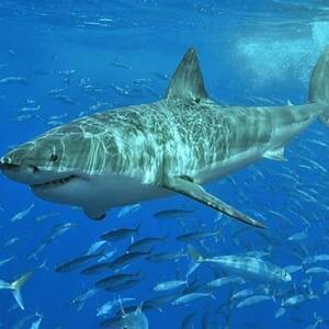 В Сиднее впервые за последние 60 лет мужчина стал жертвой акулы. Видео - reporter-ua.com