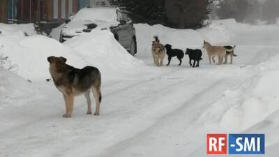 В Челябинской области ребенка госпитализировали после нападения стаи собак - rf-smi.ru - Челябинская обл.