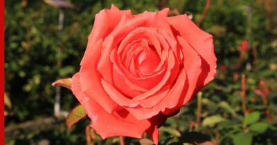 Розы, которые вкусно пахнут: 6 самых ароматных сортов для сада - profile.ru