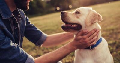Собаки могут отличить своего хозяина по одному только голосу, - исследование - focus.ua - Украина - Венгрия - Голос